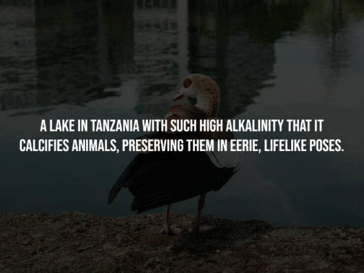 creepy facts, spooky facts, eerie facts, unsettling truths, strange facts, scary stories, bizarre facts, spooky information, chilling facts, macabre details, weird facts, hidden truths, disturbing knowledge