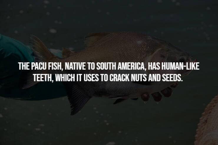 creepy facts, spooky facts, eerie facts, unsettling truths, strange facts, scary stories, bizarre facts, spooky information, chilling facts, macabre details, weird facts, hidden truths, disturbing knowledge