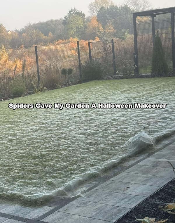 cursed images, cursed photos, haunted photos, horrifying snapshots, abominable visuals, weird pictures, odd visuals, strange imagery, freaky images, bizarre photos, peculiar shots, outlandish pics, uncanny depictions, unsettling images, disconcerting visuals, disturbing photos, eerie captures