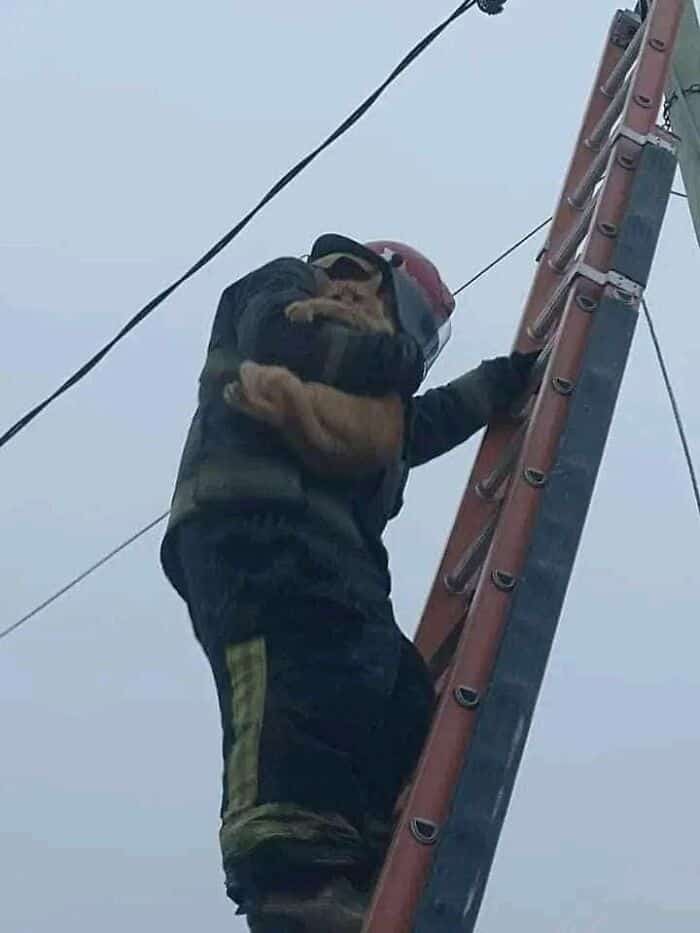 cute animals, funny animal pictures, adorable pets, animal memes, cute pet pics, wholesome animal photos, fluffy animals, funny pets