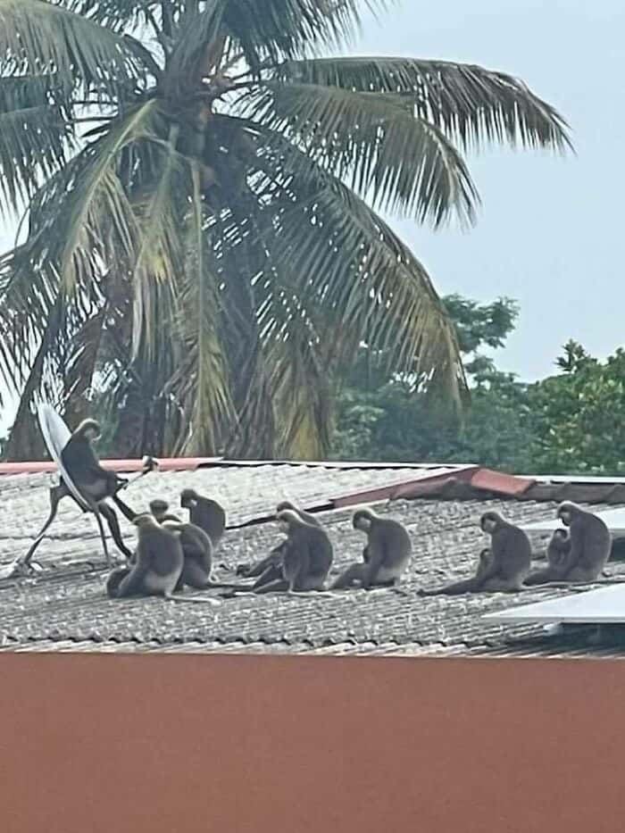 cute animals, funny animal pictures, adorable pets, animal memes, cute pet pics, wholesome animal photos, fluffy animals, funny pets