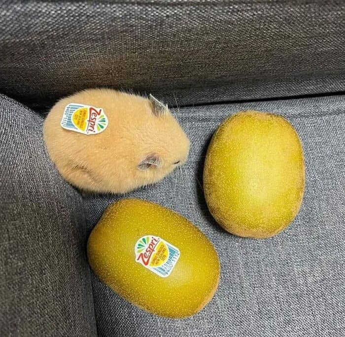 cute animals, funny animal pictures, adorable pets, animal memes, cute pet pics, wholesome animal photos, fluffy animals, funny pets