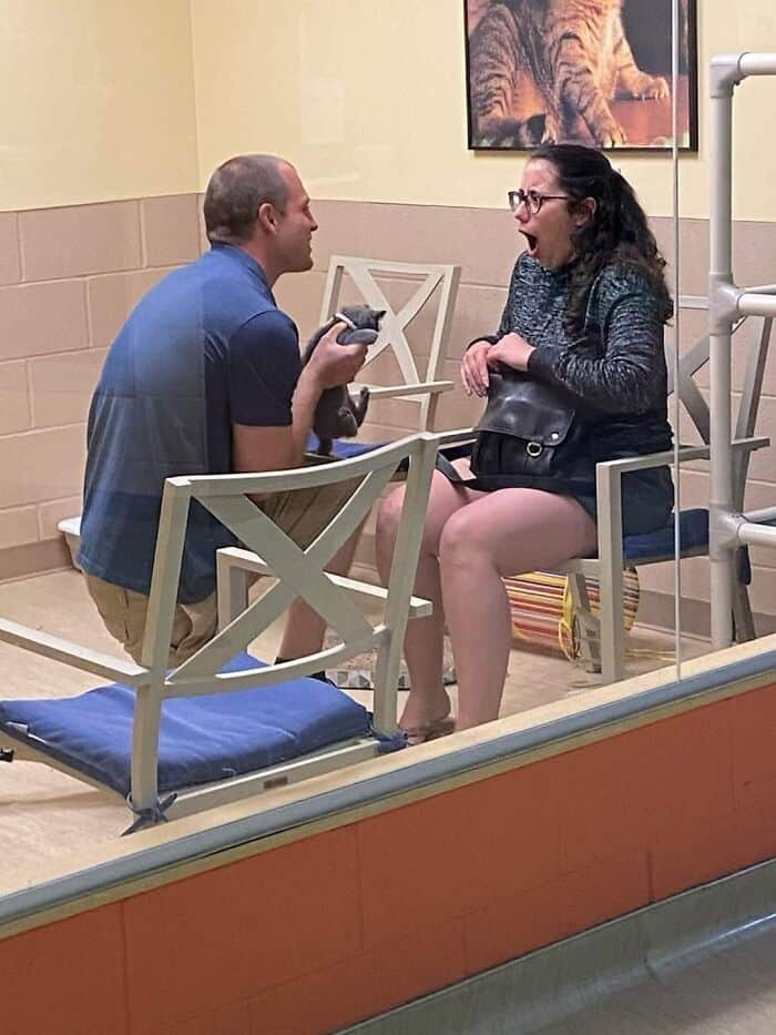 cute animals, funny animal pictures, adorable pets, animal memes, cute pet pics, wholesome animal photos, fluffy animals, funny pets