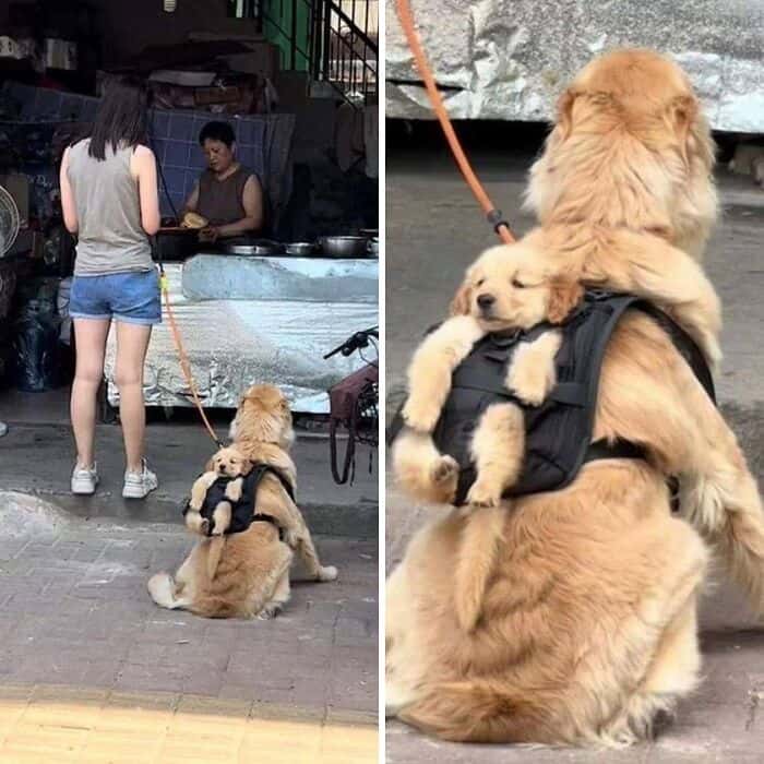 cute animals, funny animal pictures, adorable pets, animal memes, cute pet pics, wholesome animal photos, fluffy animals, funny pets