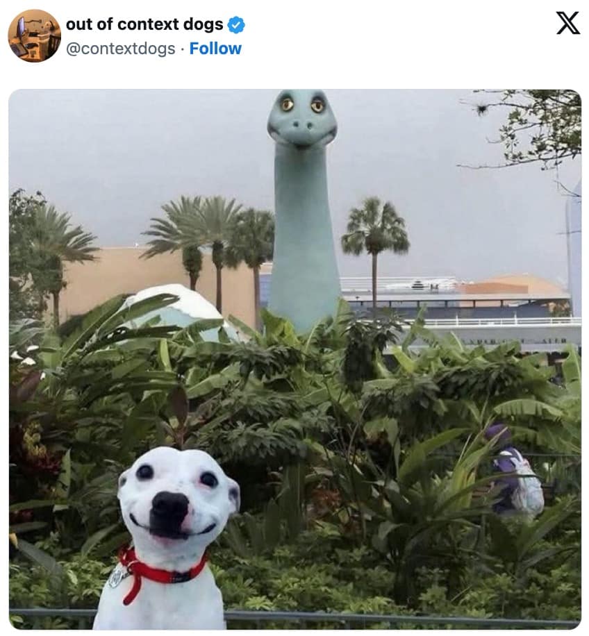 funny dog memes, dog memes, puppy memes, cute dogs, dog humor, funny pets, pet memes, canine memes, animal memes, relatable dog moments, hilarious dogs, dog lovers, funny dog pictures