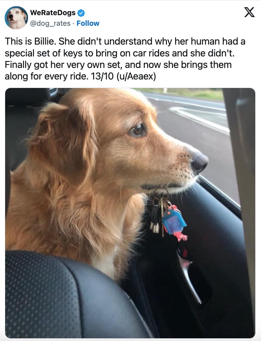 funny dog memes, dog memes, puppy memes, cute dogs, dog humor, funny pets, pet memes, canine memes, animal memes, relatable dog moments, hilarious dogs, dog lovers, funny dog pictures