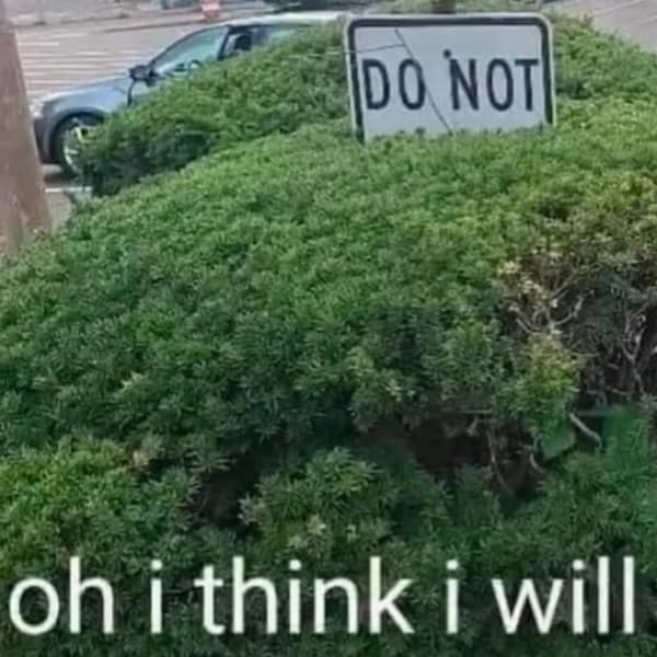 dumb meme, stupid memes, dumb memes, ridiculous memes, absurd memes, brainless memes, hilarious memes, goofy memes, nonsensical memes