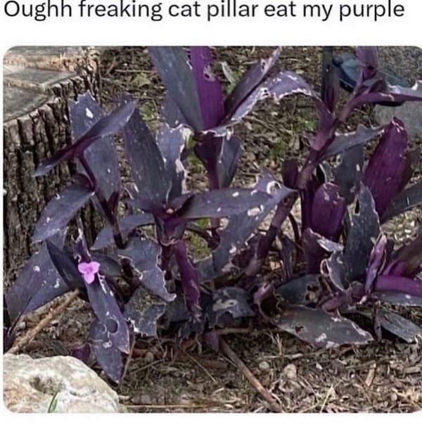 dumb memes, stupid memes, funny memes, dank memes, silly memes, goofy memes, brainless memes, ridiculous memes, idiotic memes, absurd memes, troll memes, derp memes, cringe memes, lol memes, meme humor, random memes, laugh memes, goofy pics, silly jokes, dumb meme