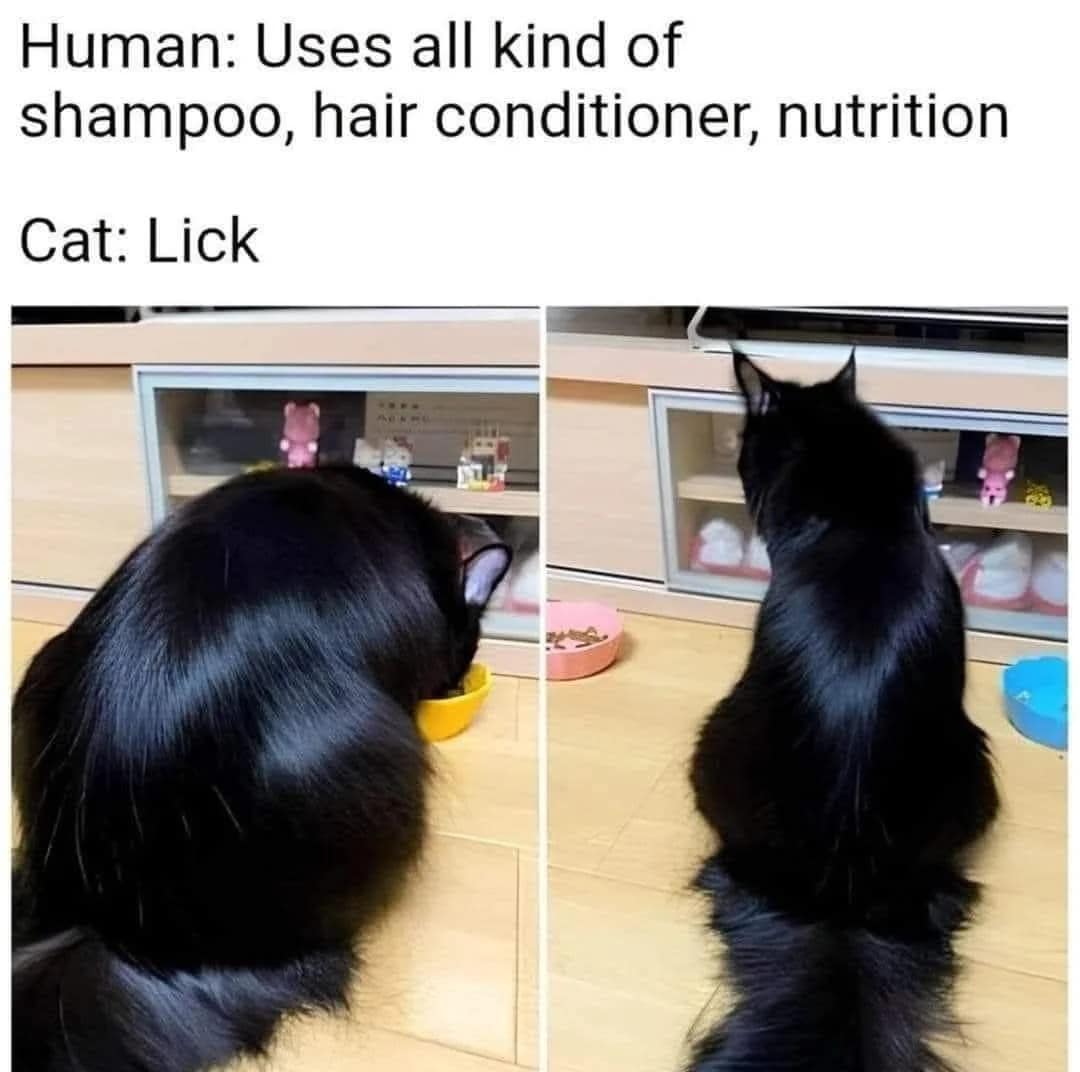 funny animal memes, animal memes, cute animal memes, pet memes, hilarious animal memes, animal jokes, funny pet memes, critter memes, dog memes, cat memes, animal humor, adorable memes, animal pics, animal laughs, furry memes, animal comedy, animal gif memes, pet jokes, animal funnies, animal lol