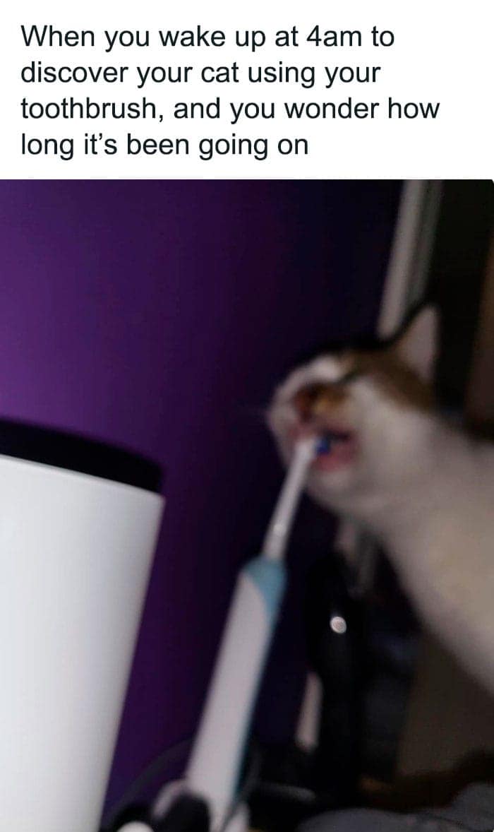 funny animal memes, animal memes, cute animal memes, pet memes, hilarious animal memes, animal jokes, funny pet memes, critter memes, dog memes, cat memes, animal humor, adorable memes, animal pics, animal laughs, furry memes, animal comedy, animal gif memes, pet jokes, animal funnies, animal lol