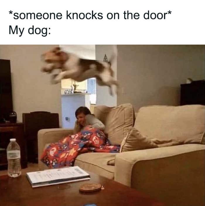 funny animal memes, animal memes, cute animal memes, pet memes, hilarious animal memes, animal jokes, funny pet memes, critter memes, dog memes, cat memes, animal humor, adorable memes, animal pics, animal laughs, furry memes, animal comedy, animal gif memes, pet jokes, animal funnies, animal lol