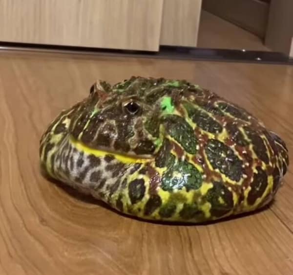 funny animals, funny animal pictures, animal memes, cute animals, funny animal pics, hilarious animals, animal jokes, animal meme collection, adorable animals, pet memes, funny pets, animal humor, cute critters, animal laughs, animal funnies, furry memes, animal pics, animal comedy, animal lol, animal gifs, animal entertainment