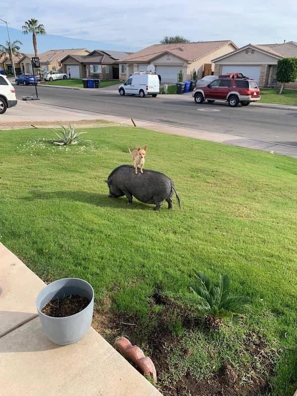 funny animals, funny animal pictures, animal memes, cute animals, funny animal pics, hilarious animals, animal jokes, animal meme collection, adorable animals, pet memes, funny pets, animal humor, cute critters, animal laughs, animal funnies, furry memes, animal pics, animal comedy, animal lol, animal gifs, animal entertainment