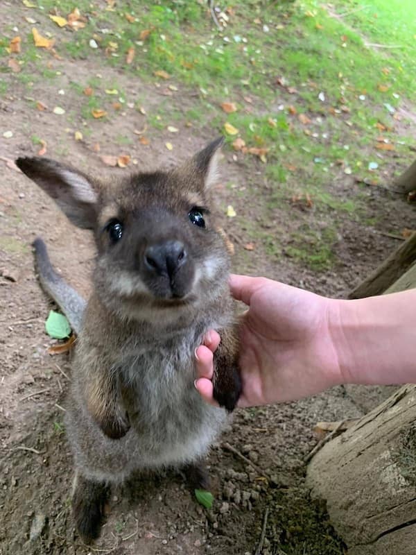 funny animals, funny animal pictures, animal memes, cute animals, funny animal pics, hilarious animals, animal jokes, animal meme collection, adorable animals, pet memes, funny pets, animal humor, cute critters, animal laughs, animal funnies, furry memes, animal pics, animal comedy, animal lol, animal gifs, animal entertainment