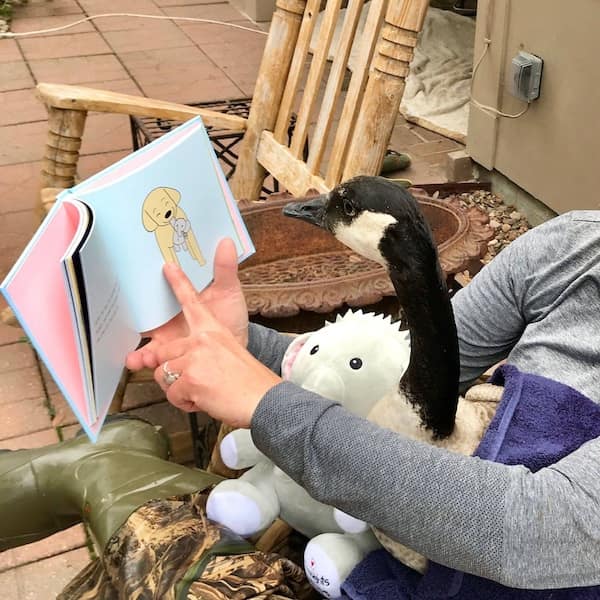 funny animals, funny animal pictures, animal memes, cute animals, funny animal pics, hilarious animals, animal jokes, animal meme collection, adorable animals, pet memes, funny pets, animal humor, cute critters, animal laughs, animal funnies, furry memes, animal pics, animal comedy, animal lol, animal gifs, animal entertainment