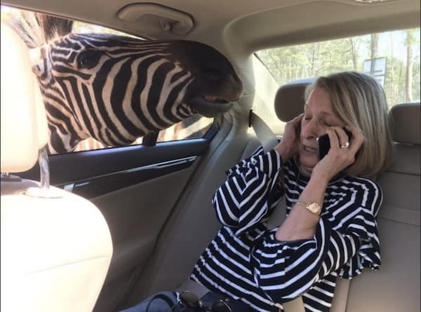 funny animals, funny animal pictures, animal memes, cute animals, funny animal pics, hilarious animals, animal jokes, animal meme collection, adorable animals, pet memes, funny pets, animal humor, cute critters, animal laughs, animal funnies, furry memes, animal pics, animal comedy, animal lol, animal gifs, animal entertainment