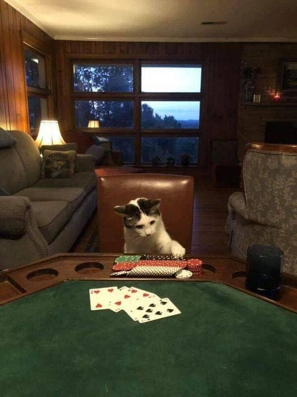 funny animals, funny animal pictures, animal memes, cute animals, funny animal pics, hilarious animals, animal jokes, animal meme collection, adorable animals, pet memes, funny pets, animal humor, cute critters, animal laughs, animal funnies, furry memes, animal pics, animal comedy, animal lol, animal gifs, animal entertainment