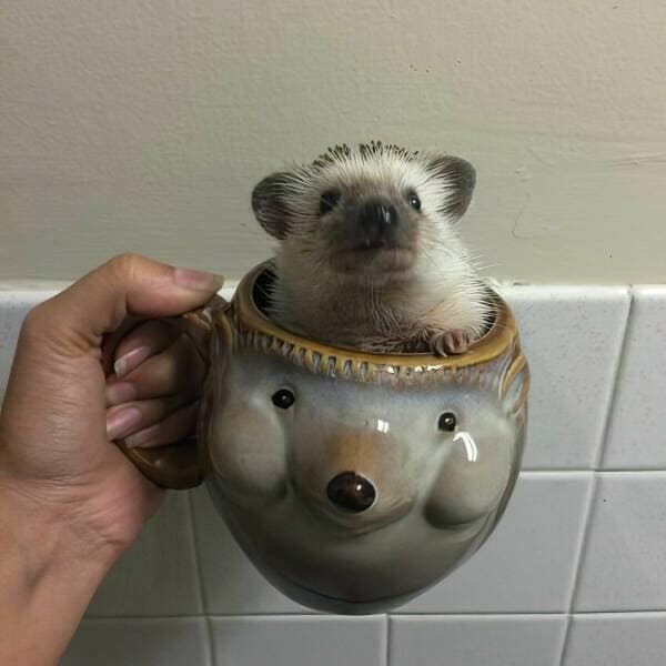 funny animals, funny animal pictures, animal memes, cute animals, funny animal pics, hilarious animals, animal jokes, animal meme collection, adorable animals, pet memes, funny pets, animal humor, cute critters, animal laughs, animal funnies, furry memes, animal pics, animal comedy, animal lol, animal gifs, animal entertainment