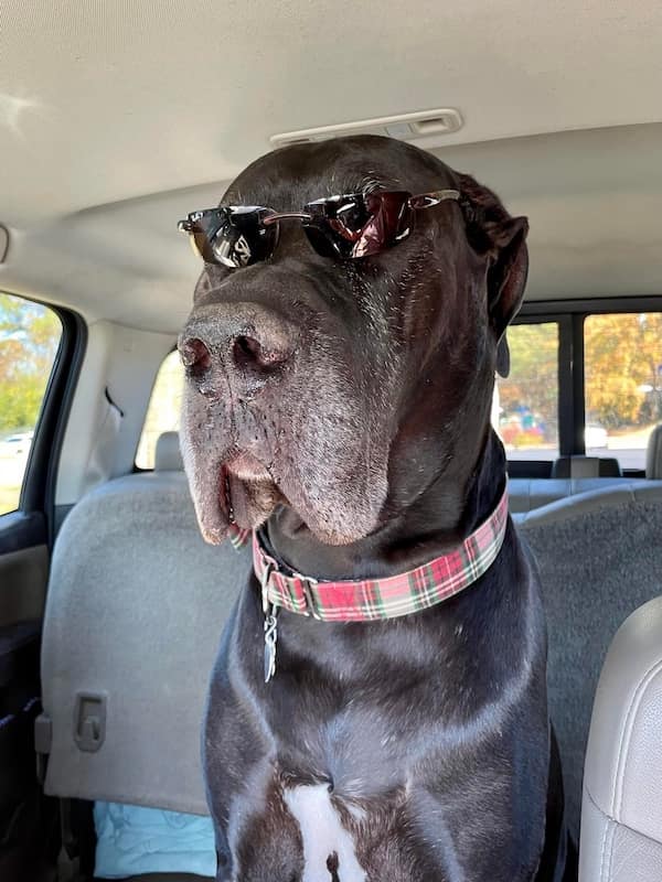 funny animals, funny animal pictures, animal memes, cute animals, funny animal pics, hilarious animals, animal jokes, animal meme collection, adorable animals, pet memes, funny pets, animal humor, cute critters, animal laughs, animal funnies, furry memes, animal pics, animal comedy, animal lol, animal gifs, animal entertainment