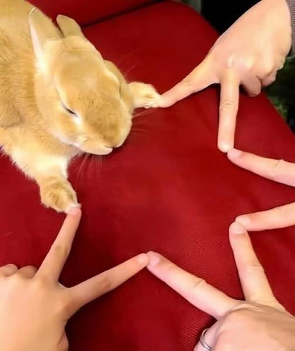 funny animals, funny animal pictures, animal memes, cute animals, funny animal pics, hilarious animals, animal jokes, animal meme collection, adorable animals, pet memes, funny pets, animal humor, cute critters, animal laughs, animal funnies, furry memes, animal pics, animal comedy, animal lol, animal gifs, animal entertainment