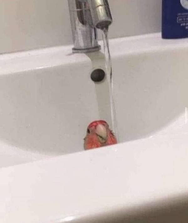 funny animals, funny animal pictures, animal memes, cute animals, funny animal pics, hilarious animals, animal jokes, animal meme collection, adorable animals, pet memes, funny pets, animal humor, cute critters, animal laughs, animal funnies, furry memes, animal pics, animal comedy, animal lol, animal gifs, animal entertainment