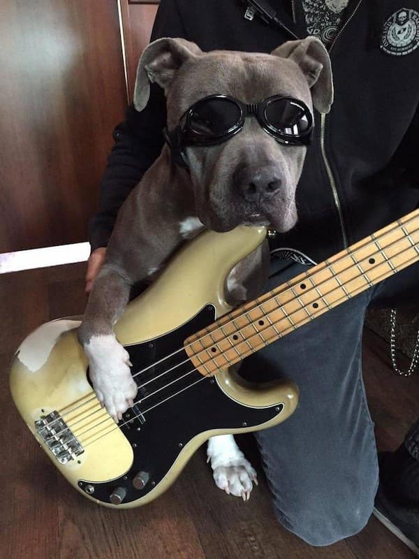 funny animals, funny animal pictures, animal memes, cute animals, funny animal pics, hilarious animals, animal jokes, animal meme collection, adorable animals, pet memes, funny pets, animal humor, cute critters, animal laughs, animal funnies, furry memes, animal pics, animal comedy, animal lol, animal gifs, animal entertainment