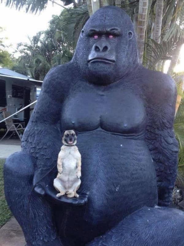 funny animals, funny animal pictures, animal memes, cute animals, funny animal pics, hilarious animals, animal jokes, animal meme collection, adorable animals, pet memes, funny pets, animal humor, cute critters, animal laughs, animal funnies, furry memes, animal pics, animal comedy, animal lol, animal gifs, animal entertainment