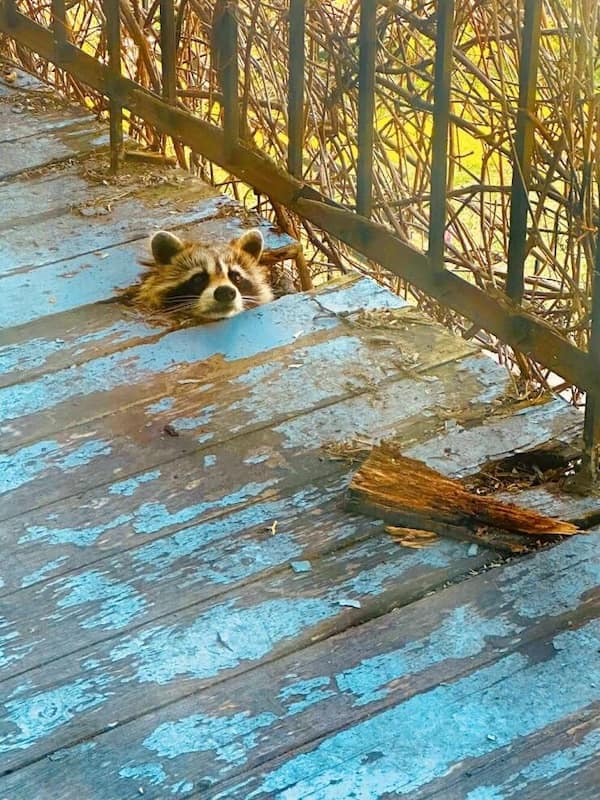 funny animals, funny animal pictures, animal memes, cute animals, funny animal pics, hilarious animals, animal jokes, animal meme collection, adorable animals, pet memes, funny pets, animal humor, cute critters, animal laughs, animal funnies, furry memes, animal pics, animal comedy, animal lol, animal gifs, animal entertainment