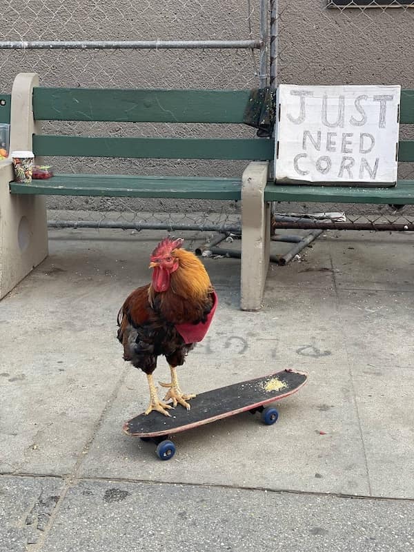 funny animals, funny animal pictures, animal memes, cute animals, funny animal pics, hilarious animals, animal jokes, animal meme collection, adorable animals, pet memes, funny pets, animal humor, cute critters, animal laughs, animal funnies, furry memes, animal pics, animal comedy, animal lol, animal gifs, animal entertainment