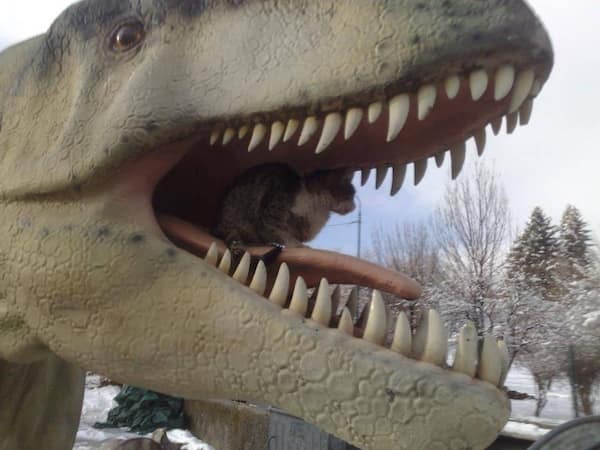 funny animals, funny animal pictures, animal memes, cute animals, funny animal pics, hilarious animals, animal jokes, animal meme collection, adorable animals, pet memes, funny pets, animal humor, cute critters, animal laughs, animal funnies, furry memes, animal pics, animal comedy, animal lol, animal gifs, animal entertainment