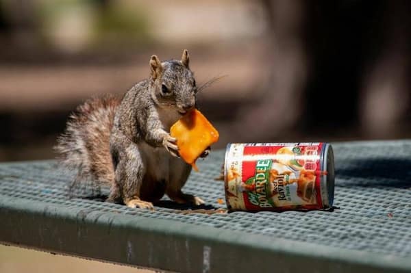 funny animals, funny animal pictures, animal memes, cute animals, funny animal pics, hilarious animals, animal jokes, animal meme collection, adorable animals, pet memes, funny pets, animal humor, cute critters, animal laughs, animal funnies, furry memes, animal pics, animal comedy, animal lol, animal gifs, animal entertainment