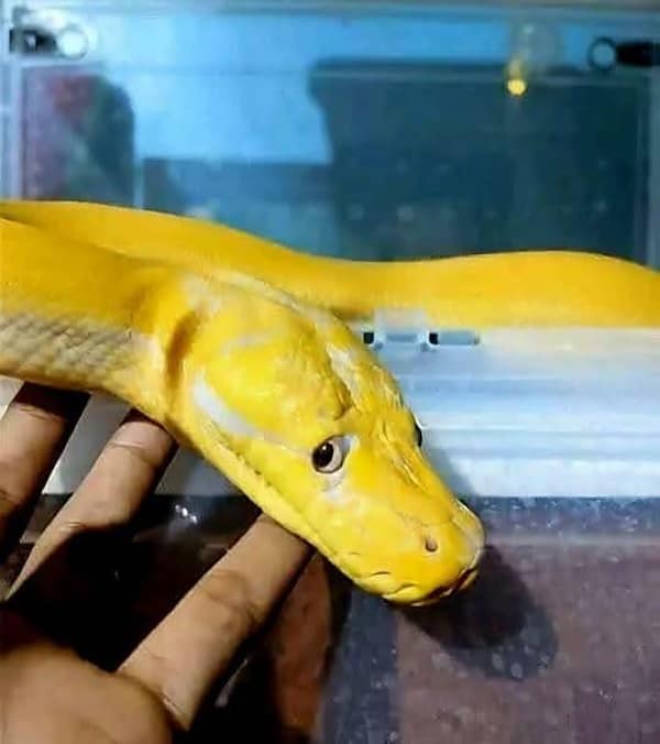 funny animals, funny animal pictures, animal memes, cute animals, funny animal pics, hilarious animals, animal jokes, animal meme collection, adorable animals, pet memes, funny pets, animal humor, cute critters, animal laughs, animal funnies, furry memes, animal pics, animal comedy, animal lol, animal gifs, animal entertainment