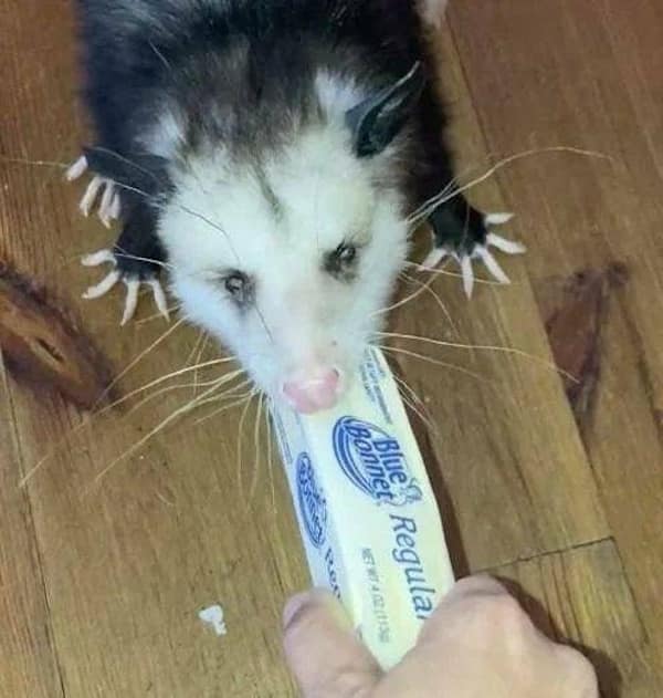 funny animals, funny animal pictures, animal memes, cute animals, funny animal pics, hilarious animals, animal jokes, animal meme collection, adorable animals, pet memes, funny pets, animal humor, cute critters, animal laughs, animal funnies, furry memes, animal pics, animal comedy, animal lol, animal gifs, animal entertainment