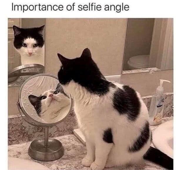 funny cat memes, cat memes, cat owner memes, cute cat memes, kitty memes, hilarious cat memes, feline humor, cat jokes, cat meme collection, whisker memes, cat comedy, lol cats, cat laugh memes, internet cat jokes, cat humor, kitty laughs, meme cats, paw-sitive memes, cat funnies, feline memes, cat meme dump