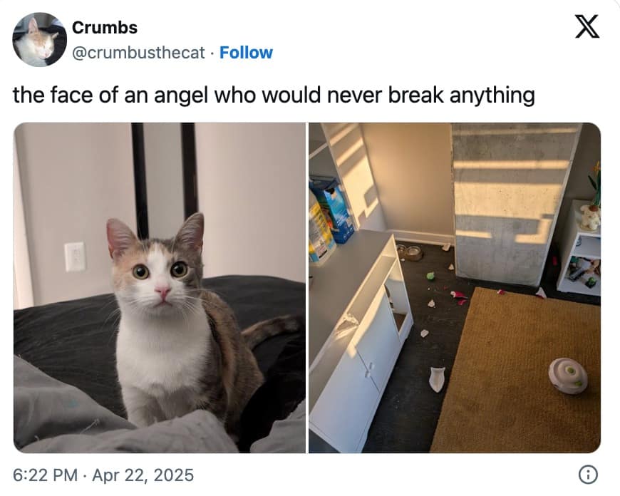 funny cat memes, cat memes, cute cat memes, kitty memes, hilarious cat memes, cat jokes, cat humor, feline memes, cat pics, crazy cat memes, cat laugh memes, cat funny pics, kitty humor, internet cat memes, whisker memes, cat comedy, cat lovers memes, meme cats, feline funny, cat meme dump