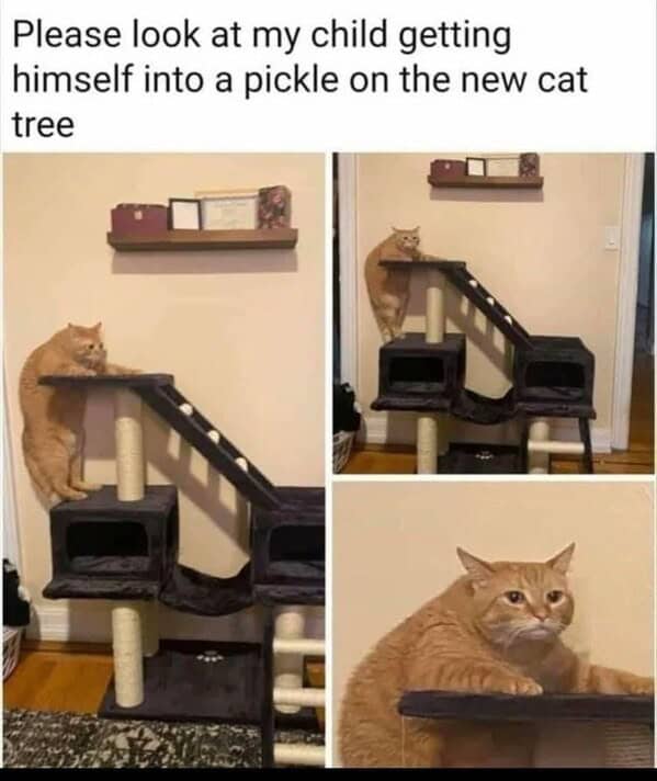 funny cat memes, cat memes, cat owner memes, cute cat memes, kitty memes, hilarious cat memes, feline humor, cat jokes, cat meme collection, whisker memes, cat comedy, lol cats, cat laugh memes, internet cat jokes, cat humor, kitty laughs, meme cats, paw-sitive memes, cat funnies, feline memes, cat meme dump