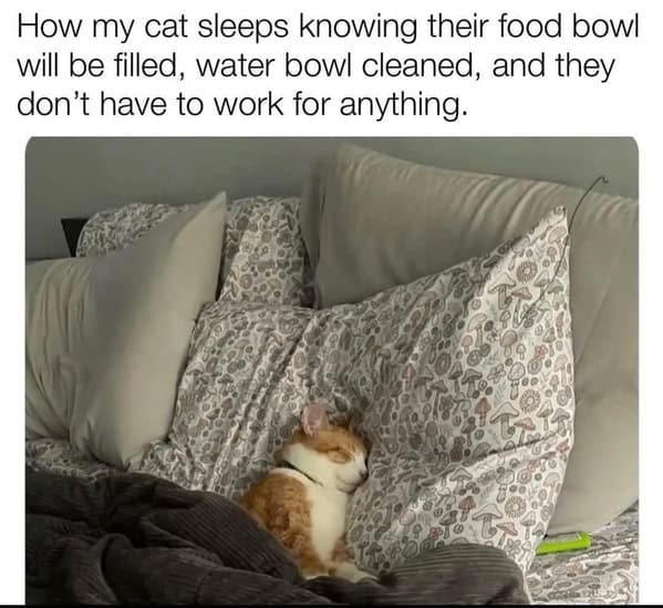 funny cat memes, cat memes, cat owner memes, cute cat memes, kitty memes, hilarious cat memes, feline humor, cat jokes, cat meme collection, whisker memes, cat comedy, lol cats, cat laugh memes, internet cat jokes, cat humor, kitty laughs, meme cats, paw-sitive memes, cat funnies, feline memes, cat meme dump