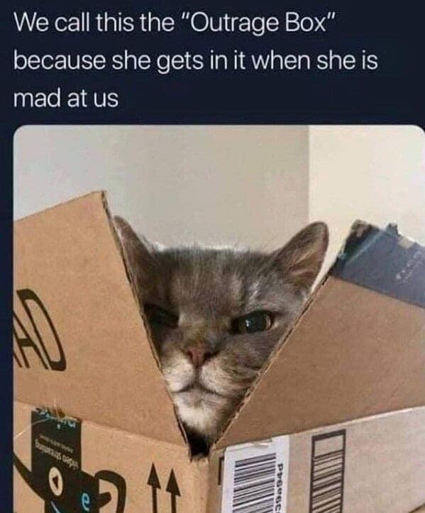 funny cat memes, cat memes, cat owner memes, cute cat memes, kitty memes, hilarious cat memes, feline humor, cat jokes, cat meme collection, whisker memes, cat comedy, lol cats, cat laugh memes, internet cat jokes, cat humor, kitty laughs, meme cats, paw-sitive memes, cat funnies, feline memes, cat meme dump