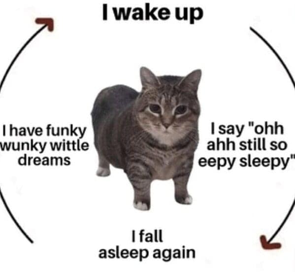 funny cat memes, cat memes, cat owner memes, cute cat memes, kitty memes, hilarious cat memes, feline humor, cat jokes, cat meme collection, whisker memes, cat comedy, lol cats, cat laugh memes, internet cat jokes, cat humor, kitty laughs, meme cats, paw-sitive memes, cat funnies, feline memes, cat meme dump