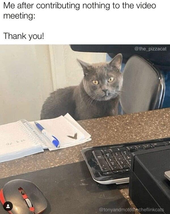 funny cat memes, cat memes, cat owner memes, cute cat memes, kitty memes, hilarious cat memes, feline humor, cat jokes, cat meme collection, whisker memes, cat comedy, lol cats, cat laugh memes, internet cat jokes, cat humor, kitty laughs, meme cats, paw-sitive memes, cat funnies, feline memes, cat meme dump