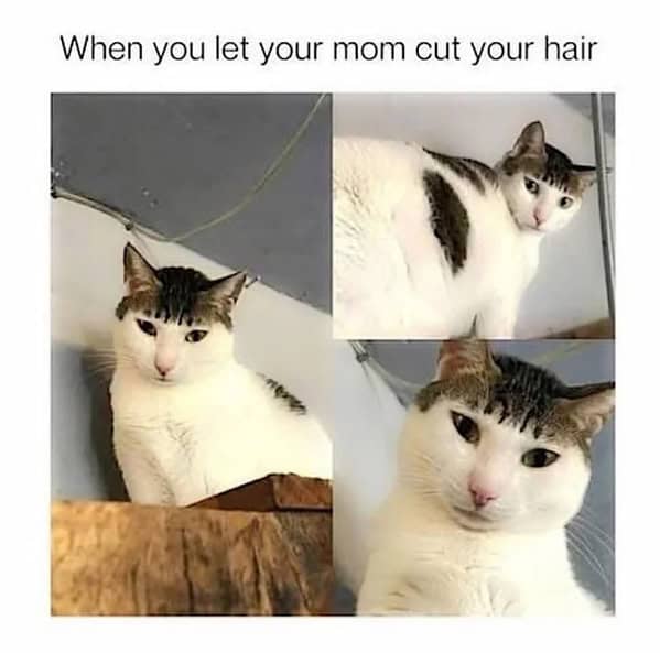 funny cat memes, cat memes, cat owner memes, cute cat memes, kitty memes, hilarious cat memes, feline humor, cat jokes, cat meme collection, whisker memes, cat comedy, lol cats, cat laugh memes, internet cat jokes, cat humor, kitty laughs, meme cats, paw-sitive memes, cat funnies, feline memes, cat meme dump