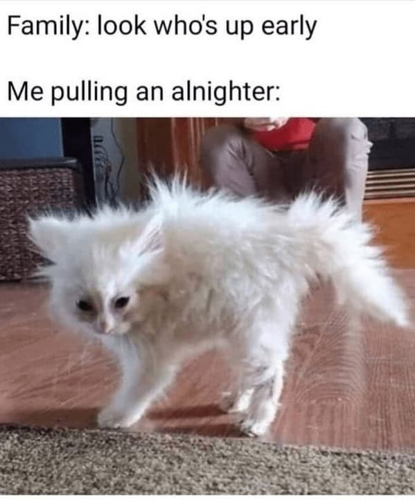 funny cat memes, cat memes, cat owner memes, cute cat memes, kitty memes, hilarious cat memes, feline humor, cat jokes, cat meme collection, whisker memes, cat comedy, lol cats, cat laugh memes, internet cat jokes, cat humor, kitty laughs, meme cats, paw-sitive memes, cat funnies, feline memes, cat meme dump