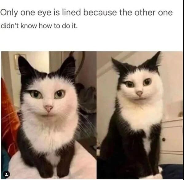 funny cat memes, cat memes, cat owner memes, cute cat memes, kitty memes, hilarious cat memes, feline humor, cat jokes, cat meme collection, whisker memes, cat comedy, lol cats, cat laugh memes, internet cat jokes, cat humor, kitty laughs, meme cats, paw-sitive memes, cat funnies, feline memes, cat meme dump