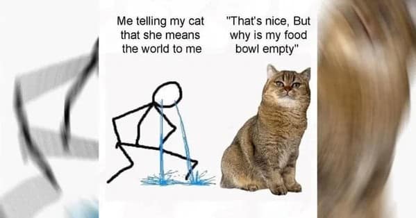 funny cat memes, cat memes, cat owner memes, cute cat memes, kitty memes, hilarious cat memes, feline humor, cat jokes, cat meme collection, whisker memes, cat comedy, lol cats, cat laugh memes, internet cat jokes, cat humor, kitty laughs, meme cats, paw-sitive memes, cat funnies, feline memes, cat meme dump