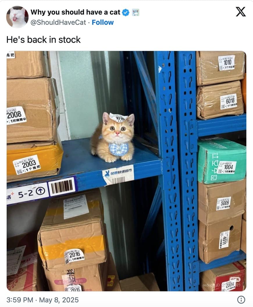 funny cat memes, cat memes, cute cat memes, kitty memes, hilarious cat memes, cat jokes, cat humor, feline memes, cat pics, crazy cat memes, cat laugh memes, cat funny pics, kitty humor, internet cat memes, whisker memes, cat comedy, cat lovers memes, meme cats, feline funny, cat meme dump