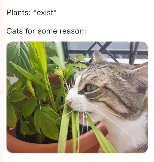 funny cat memes, cat memes, cat owner memes, cute cat memes, kitty memes, hilarious cat memes, feline humor, cat jokes, cat meme collection, whisker memes, cat comedy, lol cats, cat laugh memes, internet cat jokes, cat humor, kitty laughs, meme cats, paw-sitive memes, cat funnies, feline memes, cat meme dump
