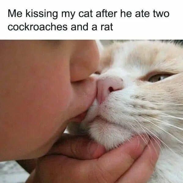 funny cat memes, cat memes, cat owner memes, cute cat memes, kitty memes, hilarious cat memes, feline humor, cat jokes, cat meme collection, whisker memes, cat comedy, lol cats, cat laugh memes, internet cat jokes, cat humor, kitty laughs, meme cats, paw-sitive memes, cat funnies, feline memes, cat meme dump