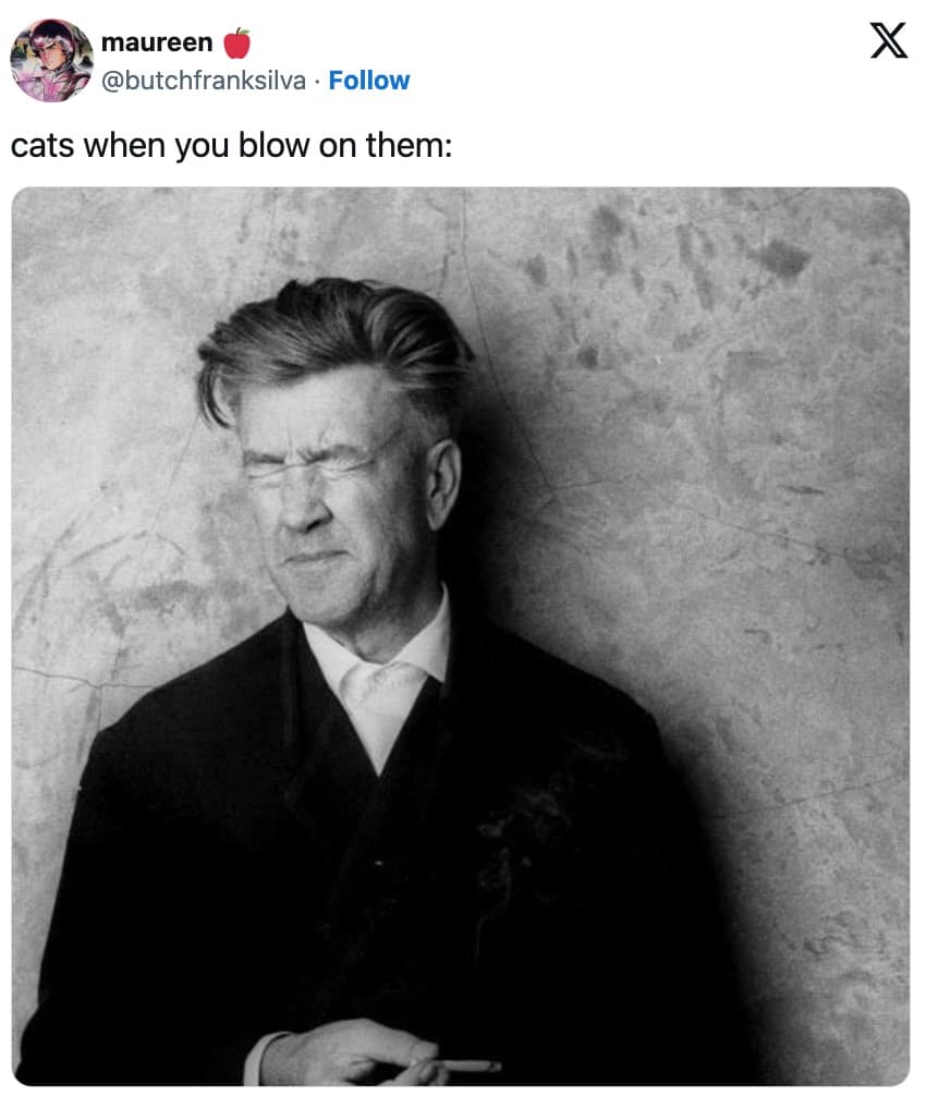 funny cat memes, cat memes, cute cat memes, kitty memes, hilarious cat memes, cat jokes, cat humor, feline memes, cat pics, crazy cat memes, cat laugh memes, cat funny pics, kitty humor, internet cat memes, whisker memes, cat comedy, cat lovers memes, meme cats, feline funny, cat meme dump