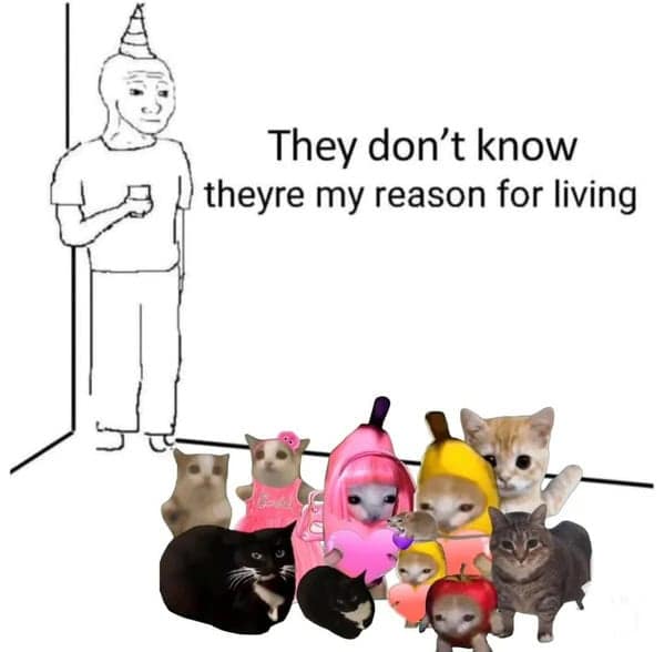 funny cat memes, cat memes, cat owner memes, cute cat memes, kitty memes, hilarious cat memes, feline humor, cat jokes, cat meme collection, whisker memes, cat comedy, lol cats, cat laugh memes, internet cat jokes, cat humor, kitty laughs, meme cats, paw-sitive memes, cat funnies, feline memes, cat meme dump