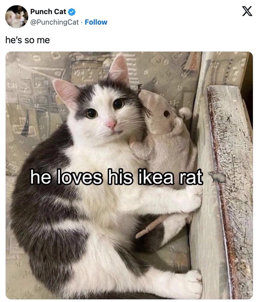 funny cat memes, cat memes, cute cat memes, kitty memes, hilarious cat memes, cat jokes, cat humor, feline memes, cat pics, crazy cat memes, cat laugh memes, cat funny pics, kitty humor, internet cat memes, whisker memes, cat comedy, cat lovers memes, meme cats, feline funny, cat meme dump